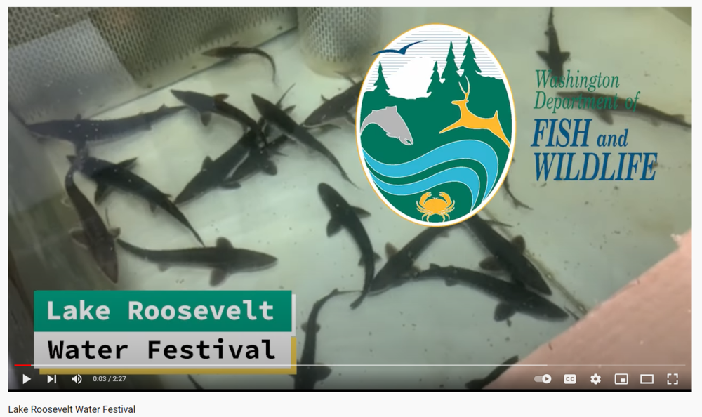 water festival
